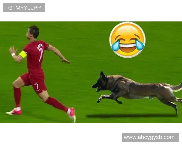 足球狗t的奇妙冒险：探索球场上的友情与挑战